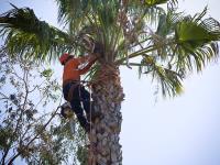 Rochester Tree Service Pros image 2
